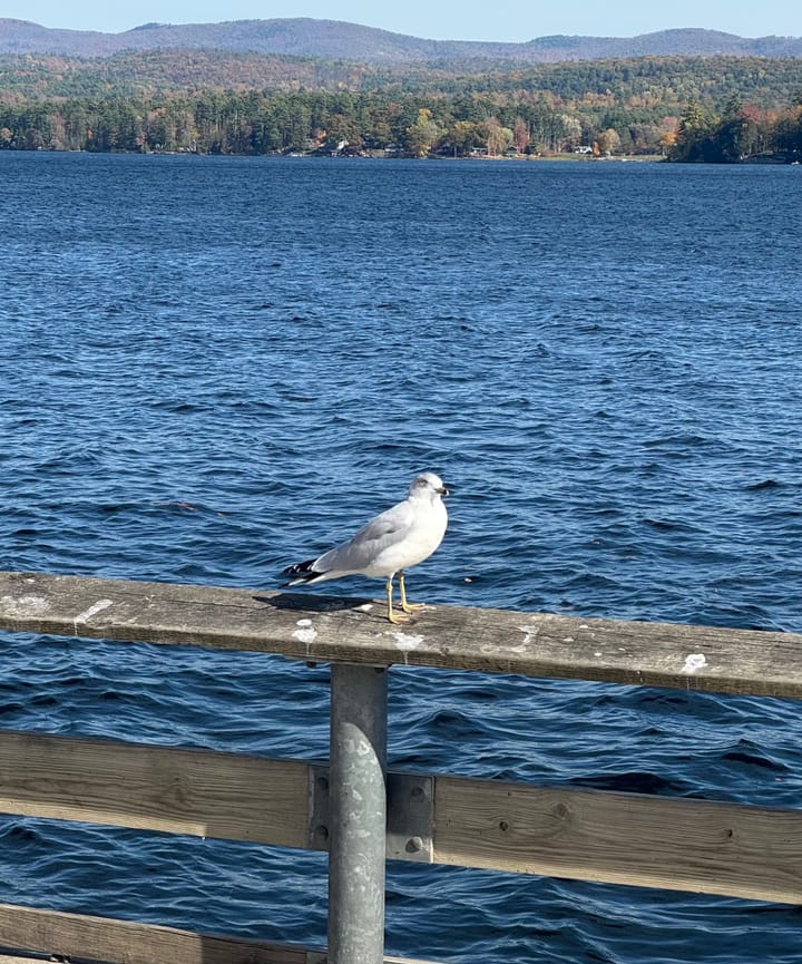 A seagull resting on a rough, weathered railing by a blue lake, with a quiet forested shoreline across the water—waiting to be seen. 