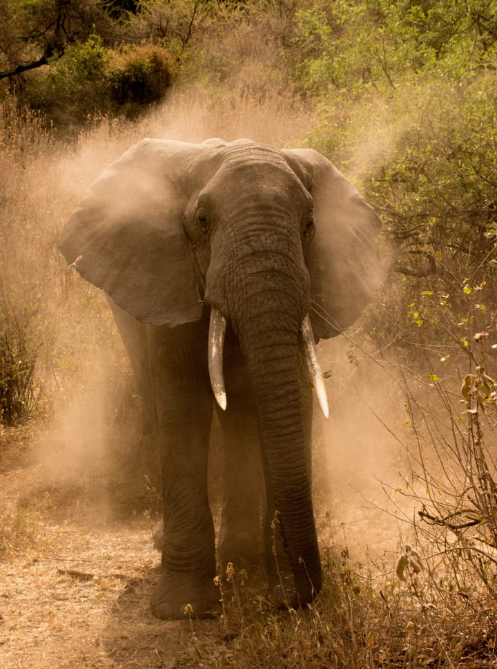 An elephant walking forward through dust and filtered light, its presence strong but calm.