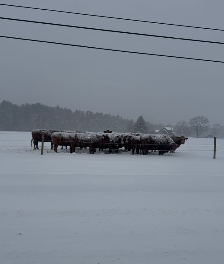 Several black cattle clustered tightly in a snow-covered field, facing winter weather.